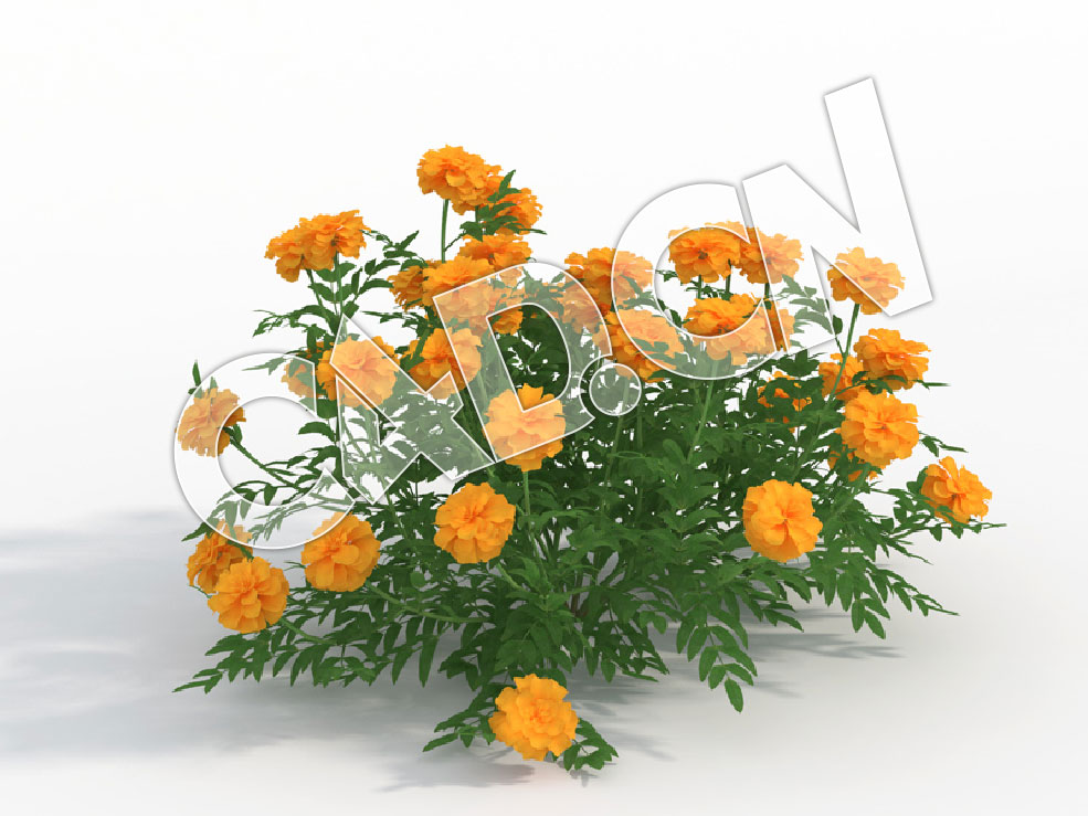 C4D万寿灯万寿菊花卉模型 Tagetes_H - C4D之家 - 129.jpg