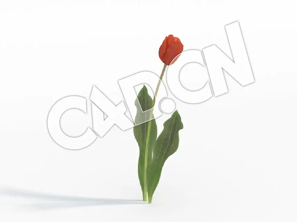 C4D一株桔红色郁金香花卉模型 Tulipa_A - C4D之家 - 132.jpg