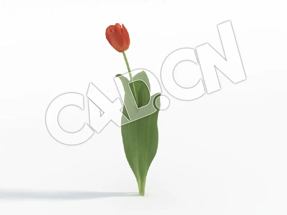 C4D半株橘色郁金香花卉 Tulipa_B - C4D之家 - 133.jpg