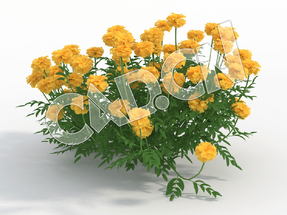 C4D多株黄色花卉万寿菊模型 Tagetes_J - C4D之家 - 131.jpg