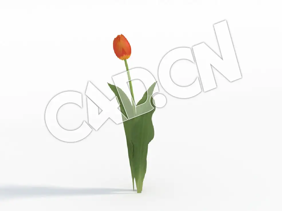 C4D单株桔黄色郁金香模型 Tulipa_C - C4D之家 - 134.jpg
