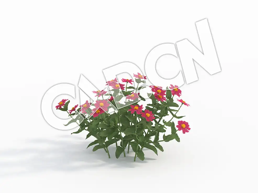 C4D紫色百日菊花卉模型 Zinnia_B