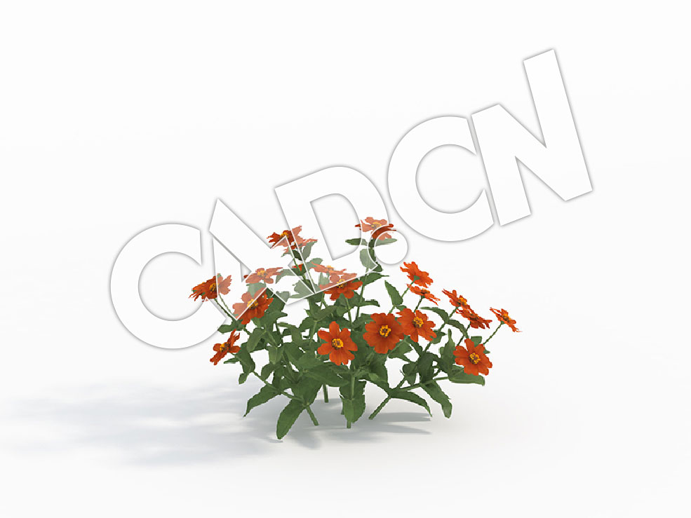 C4D桔红色百日菊花卉模型 Zinnia_A