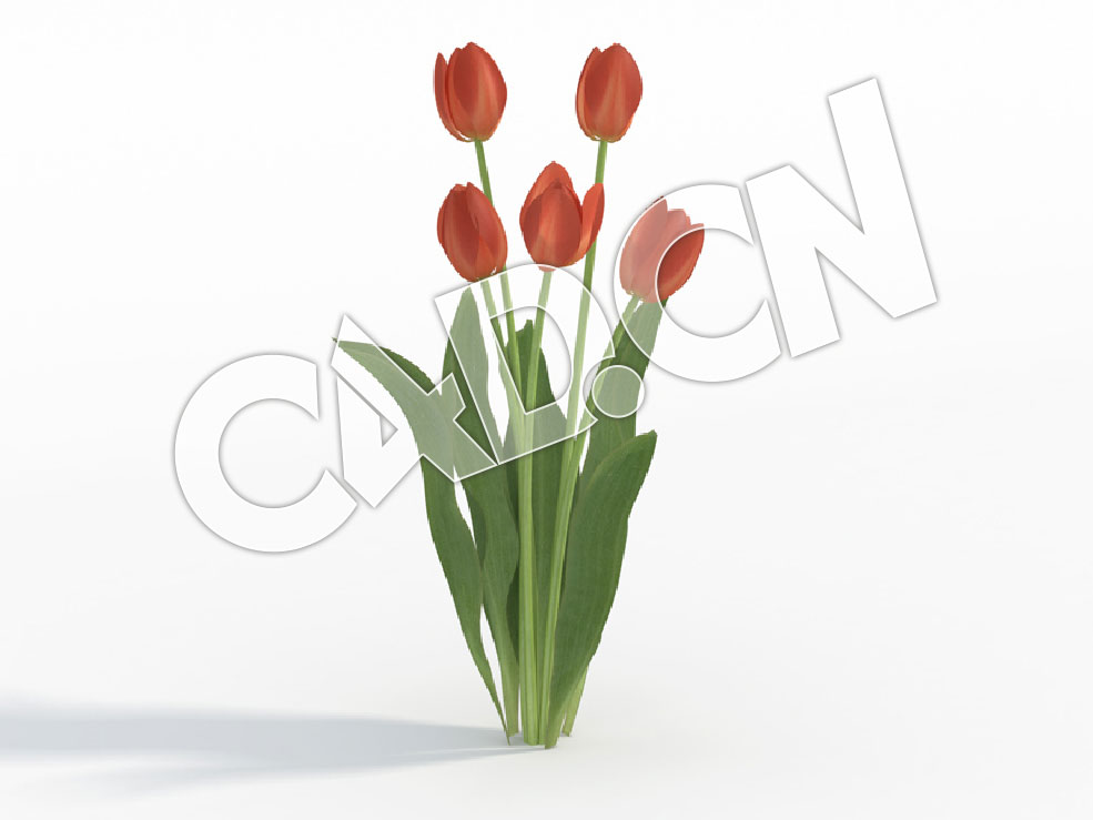 C4D多株桔红色郁金香花卉模型 Tulipa_J