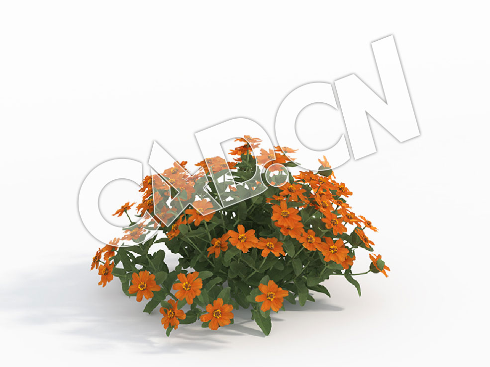 C4D菊黄色百日菊花卉模型 Zinnia_E