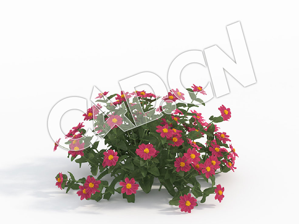 C4D玫红色百日草百日菊花卉模型 Zinnia_F