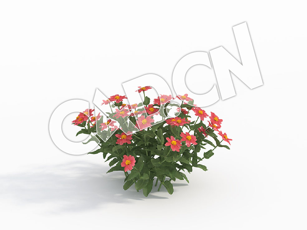 C4D粉红色百日菊花卉模型 Zinnia_C