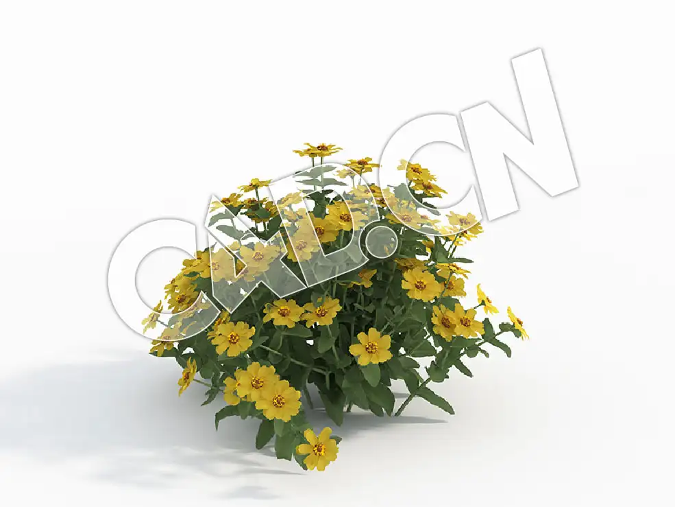 C4D黄色对叶菊百日菊花卉模型 Zinnia_H