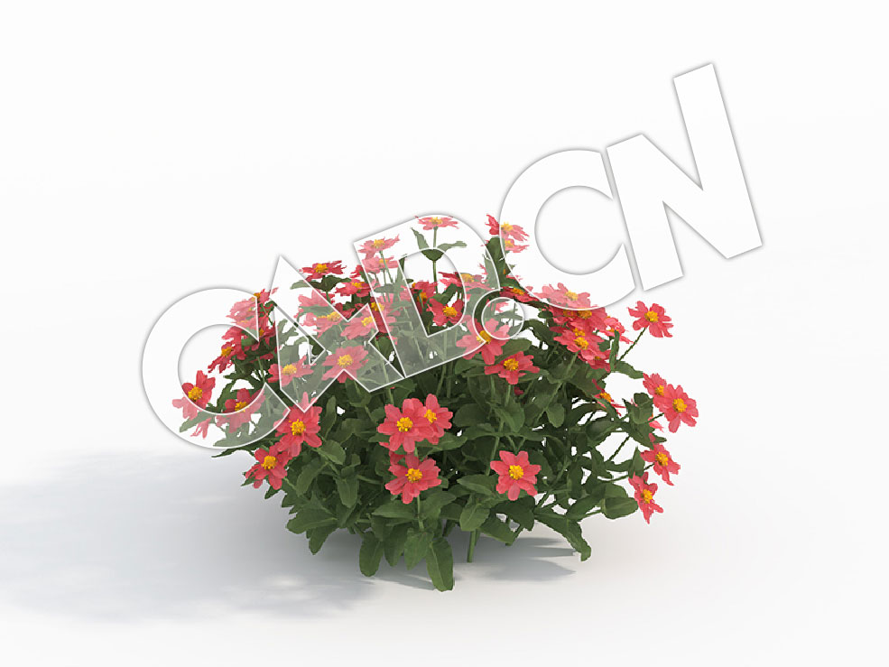 C4D粉红百日菊秋罗花卉模型 Zinnia_G