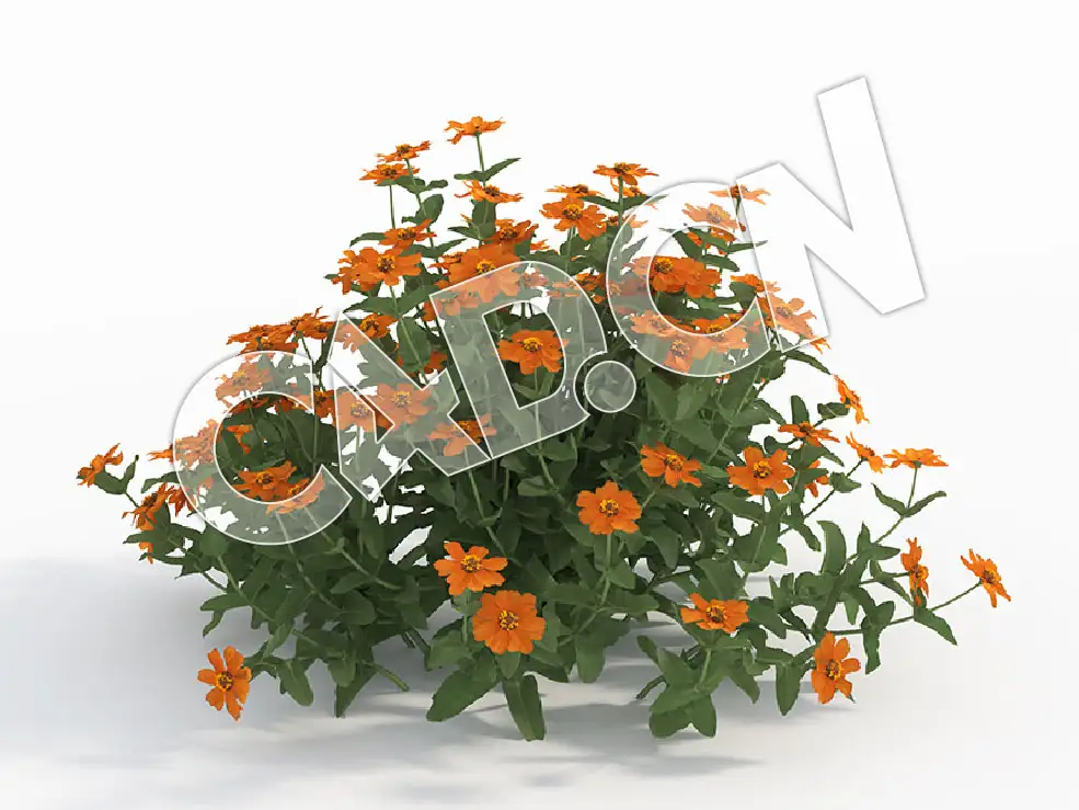 C4D桔黄火球花百日菊花卉模型 Zinnia_I