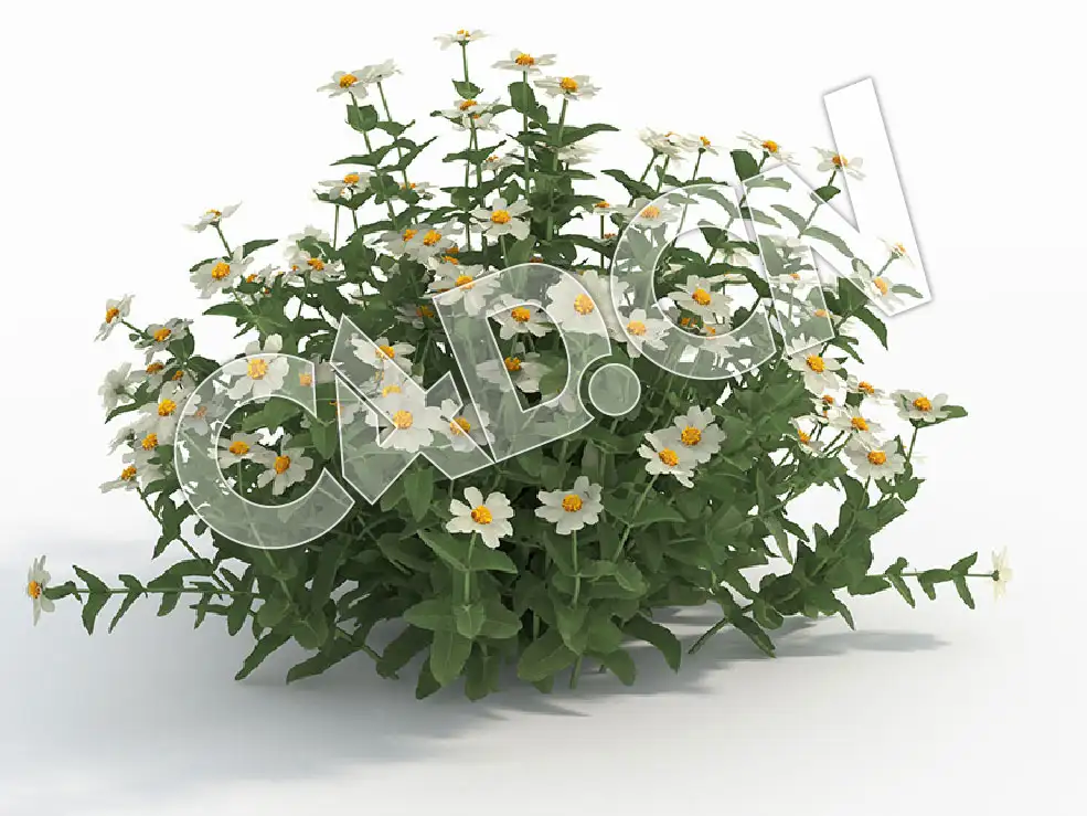 C4D白色百日草百日菊花卉模型 Zinnia_J