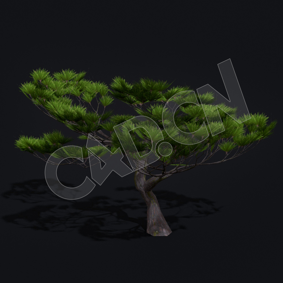 C4D景观松树模型 Kitbash3d-Shangri-La_MatsuPine_A_grp - C4D之家 - 37.jpg