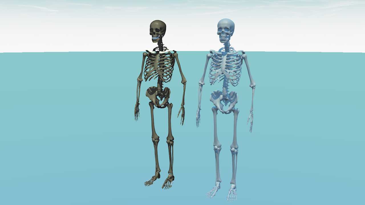 骷髅骨架模型 - C4D之家 - 1.png