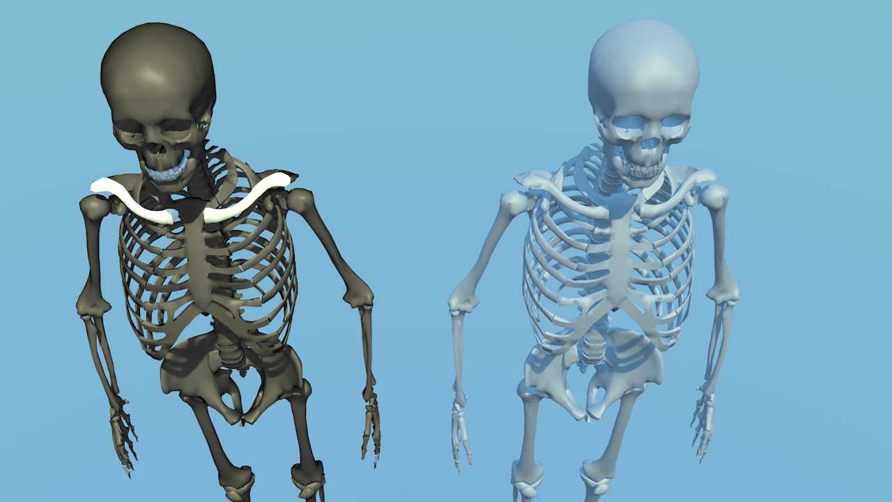 骷髅骨架模型 - C4D之家 - 2.png