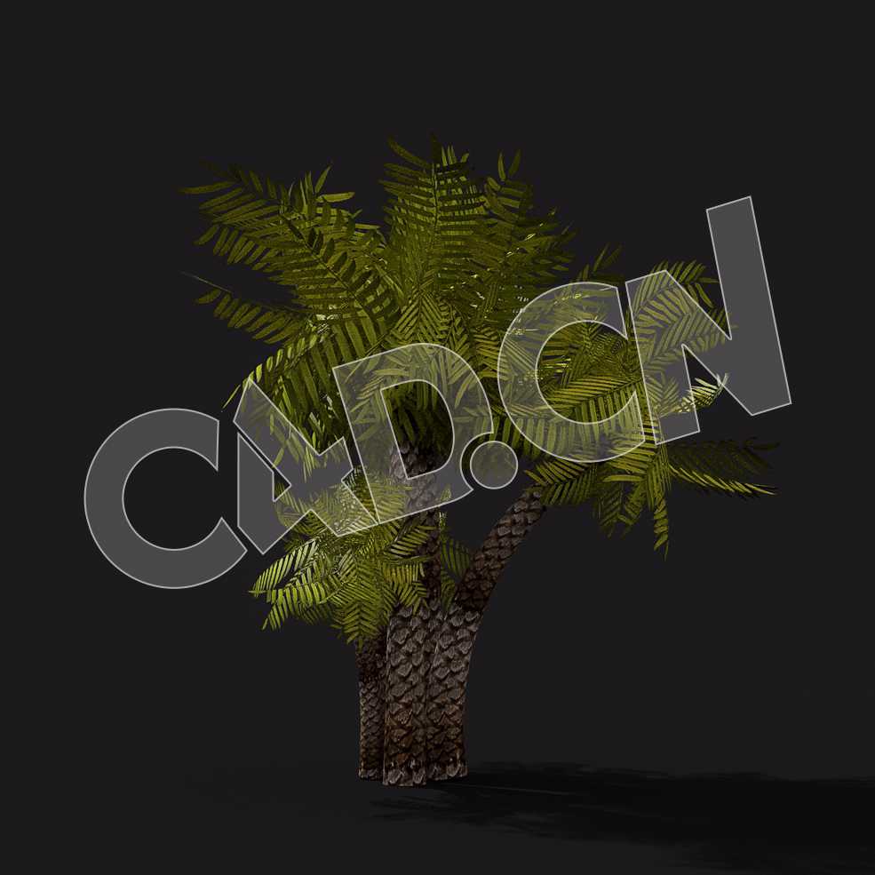 C4D棕榈树模型 Palm-Tree 3d model - C4D之家 - 16-Palm-Tree.jpg