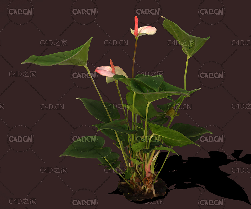 C4D花烛红掌花卉植物3d扫描模型 Anthurium 3d model - C4D之家 - 08.jpg