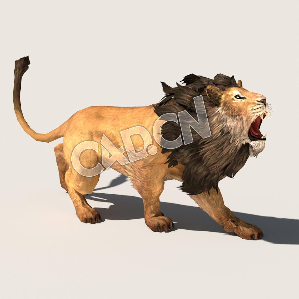 C4D公狮子雄狮模型（包含骨骼绑定动画) Lion_SK_TOM 3D Model
