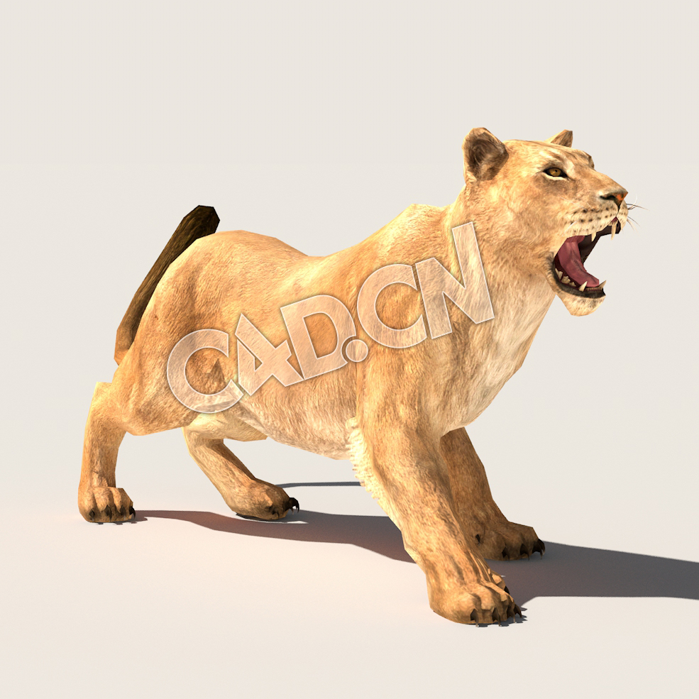C4D母狮子雌狮模型（包含骨骼绑定动画) LionF_A01_SK 3D Model - C4D之家 - 34.jpg