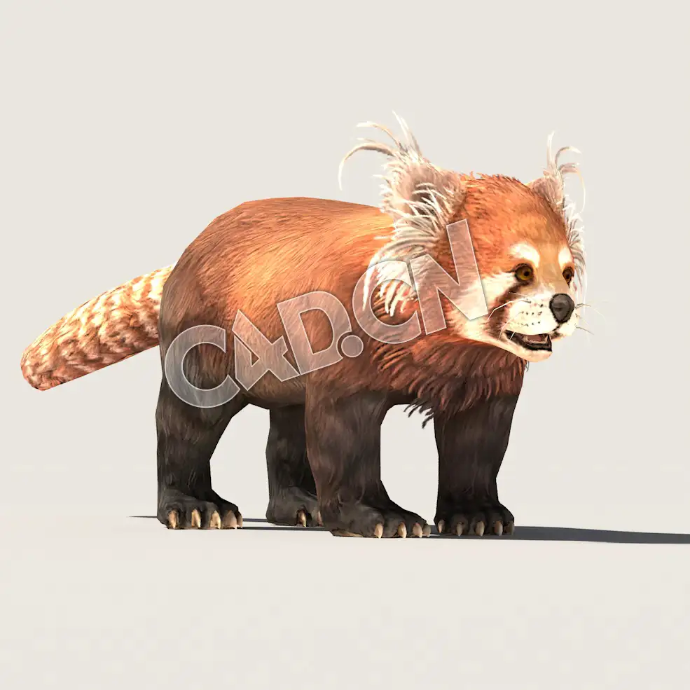 C4D熊猫小浣熊模型（包含骨骼绑定未包含动画) Panda_A01_SK_SKP 3D Model - C4D之家 - 50.jpg