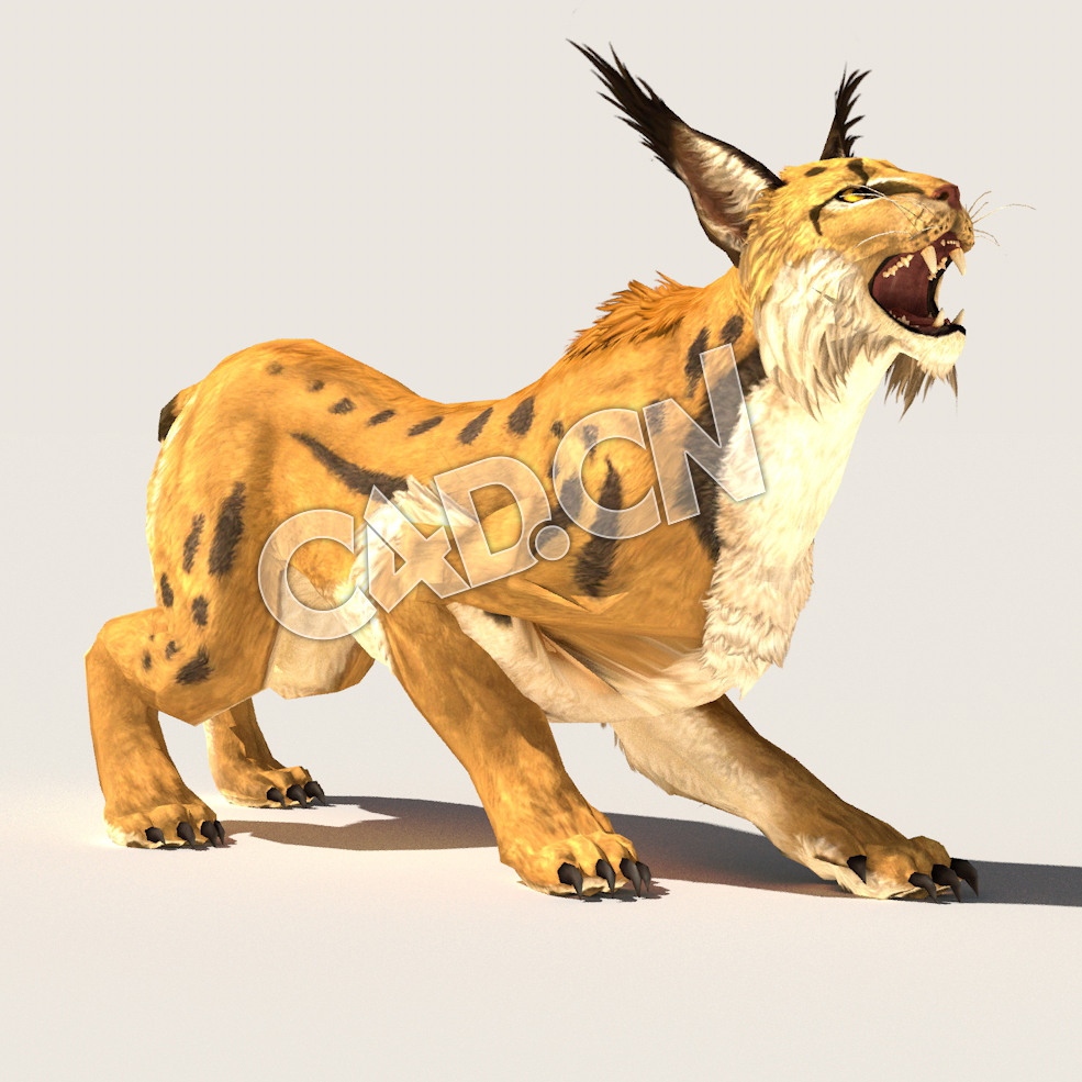 C4D山猫模型（包含骨骼绑定动画) Lynx_SK_BYN 3D Model - C4D之家 - 51.jpg