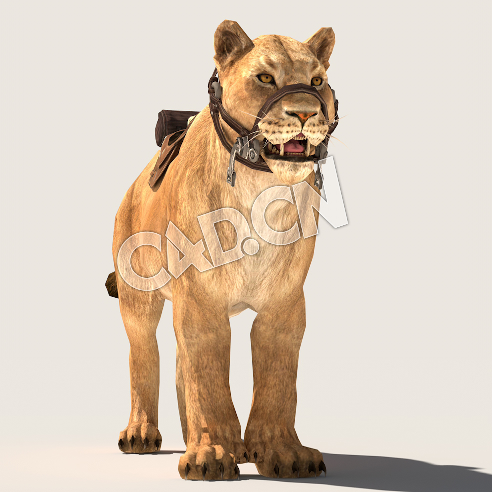 C4D母狮雌狮模型（包含骨骼绑定未包含动画) lioness 3D Model