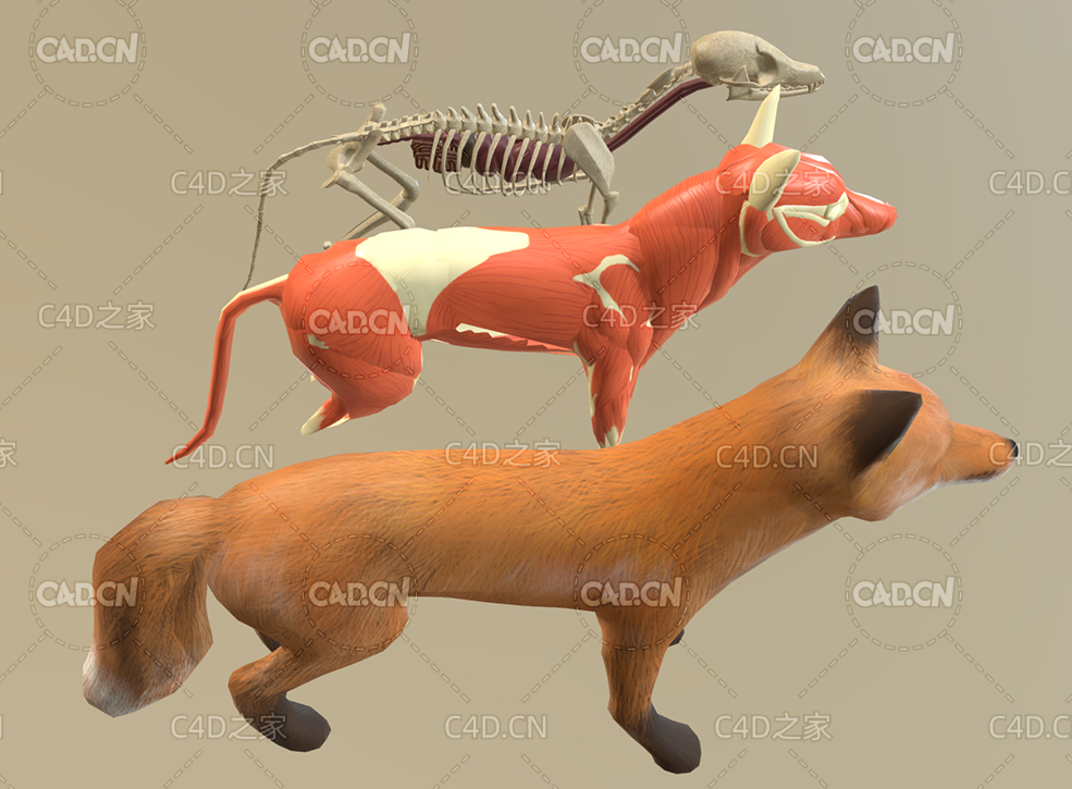 C4D狐狸解剖骨骼骨架肌肉模型 - C4D之家 - 59.jpg