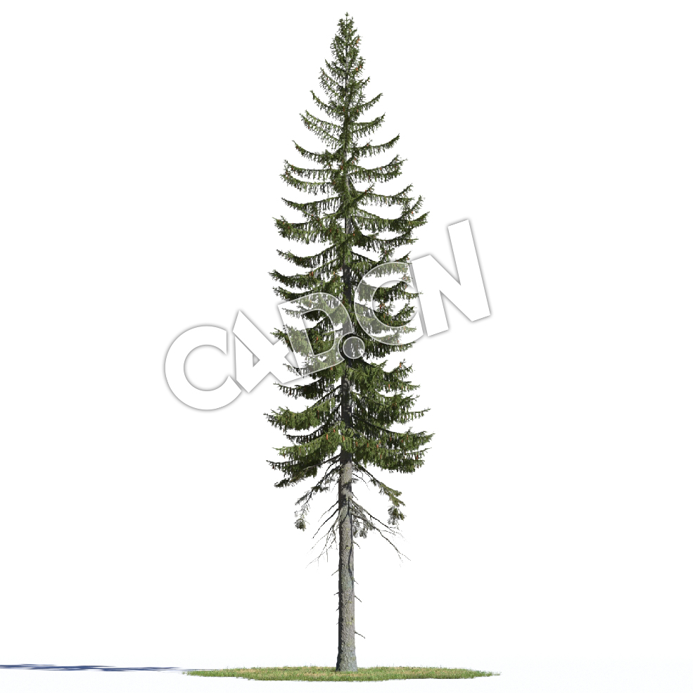 C4D恩氏云杉松树模型 Picea englemannii 3d model - C4D之家 - AM219_005_Picea_englemannii.jpg
