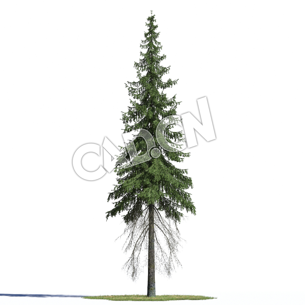 C4D欧洲云杉松树德国云杉挪威云杉北罗汉松模型 Picea abies 3d model - C4D之家 - AM219_001_Picea_abies.jpg
