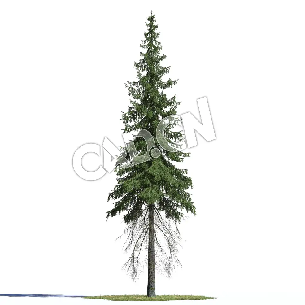 C4D欧洲云杉松树德国云杉挪威云杉北罗汉松模型 Picea abies 3d model
