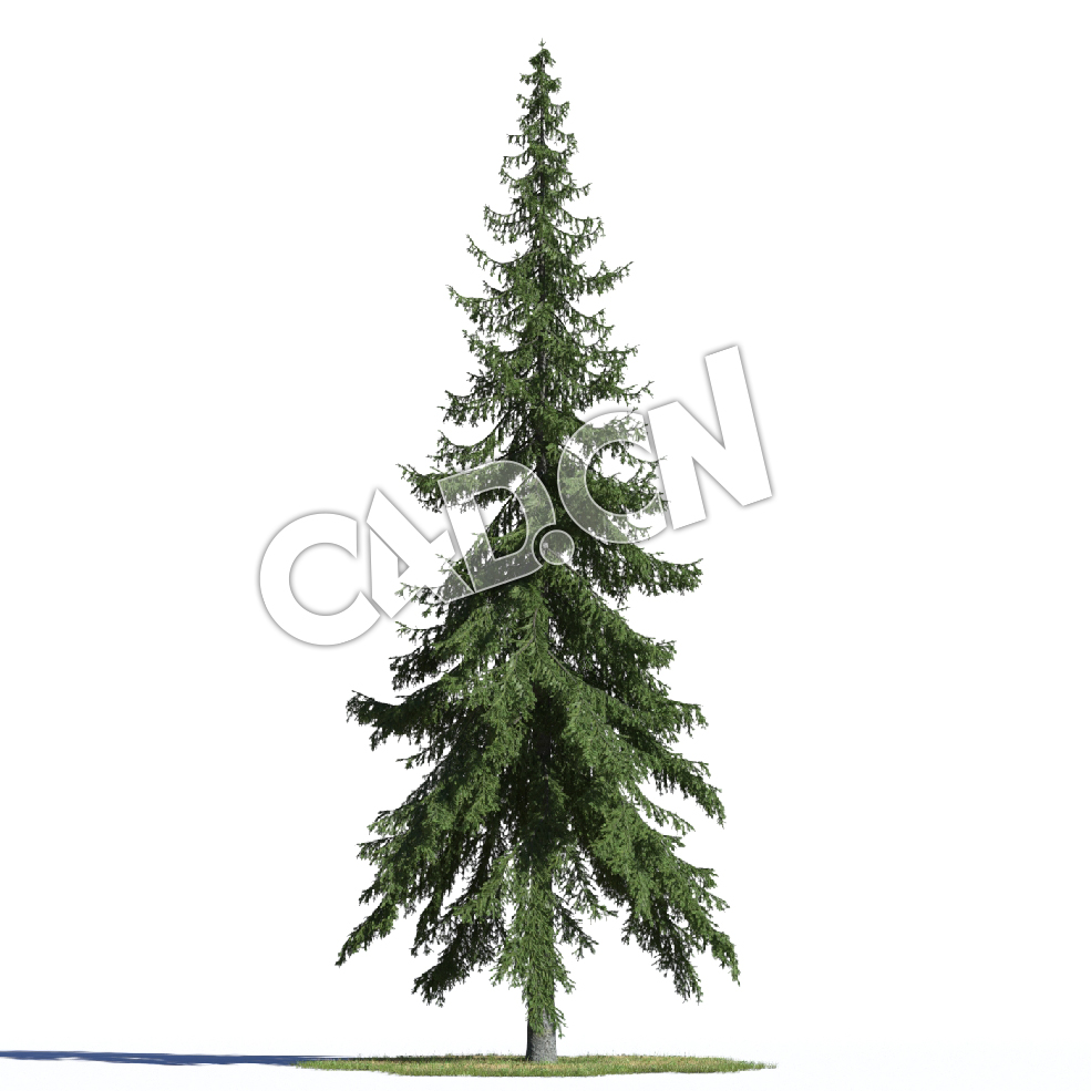 C4D欧洲云杉罗汉松松树模型 Picea abies 3d model - C4D之家 - AM219_002_Picea_abies.jpg