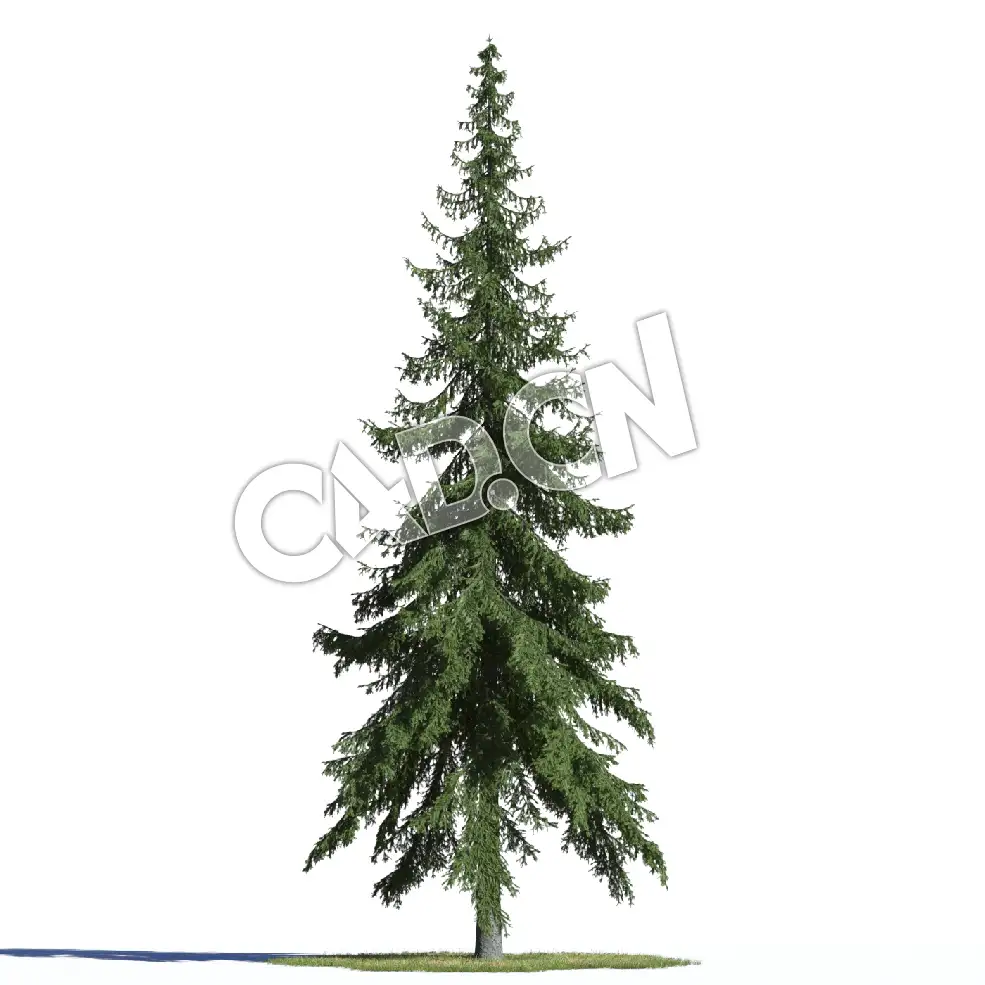 C4D欧洲云杉罗汉松松树模型 Picea abies 3d model