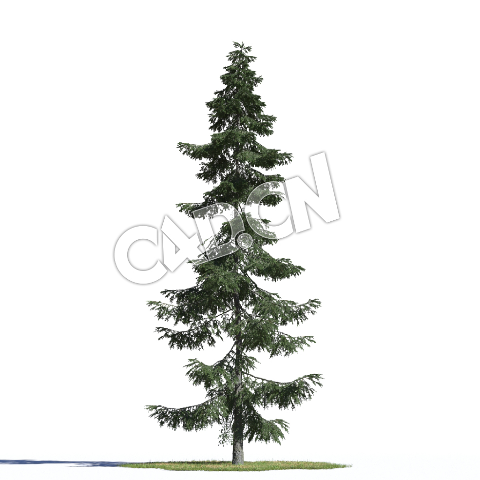 C4D塞尔维亚云杉松树模型 Picea omorika 3d model - C4D之家 - AM219_003_Picea_omorika.jpg