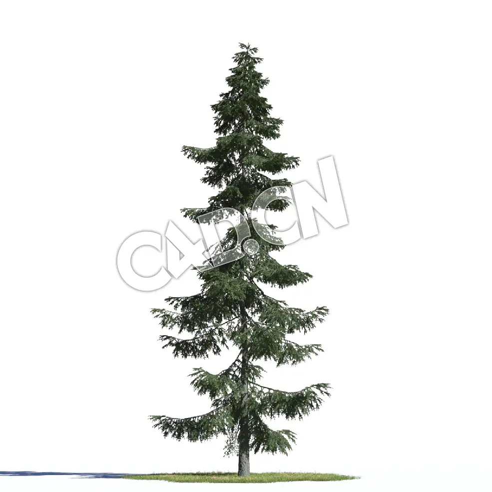 C4D塞尔维亚云杉松树模型 Picea omorika 3d model - C4D之家 - AM219_003_Picea_omorika.jpg