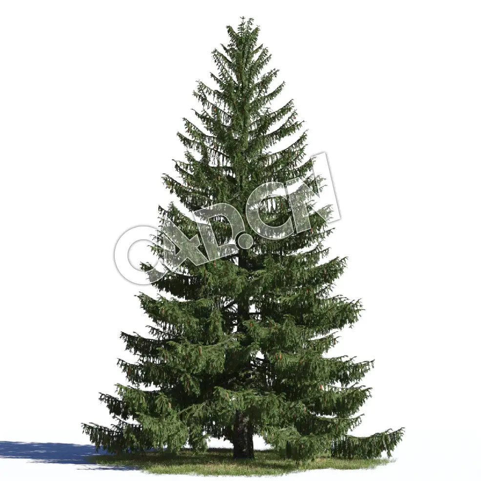 C4D德国云杉欧洲云杉北罗汉松松树模型 Picea abies 3d model