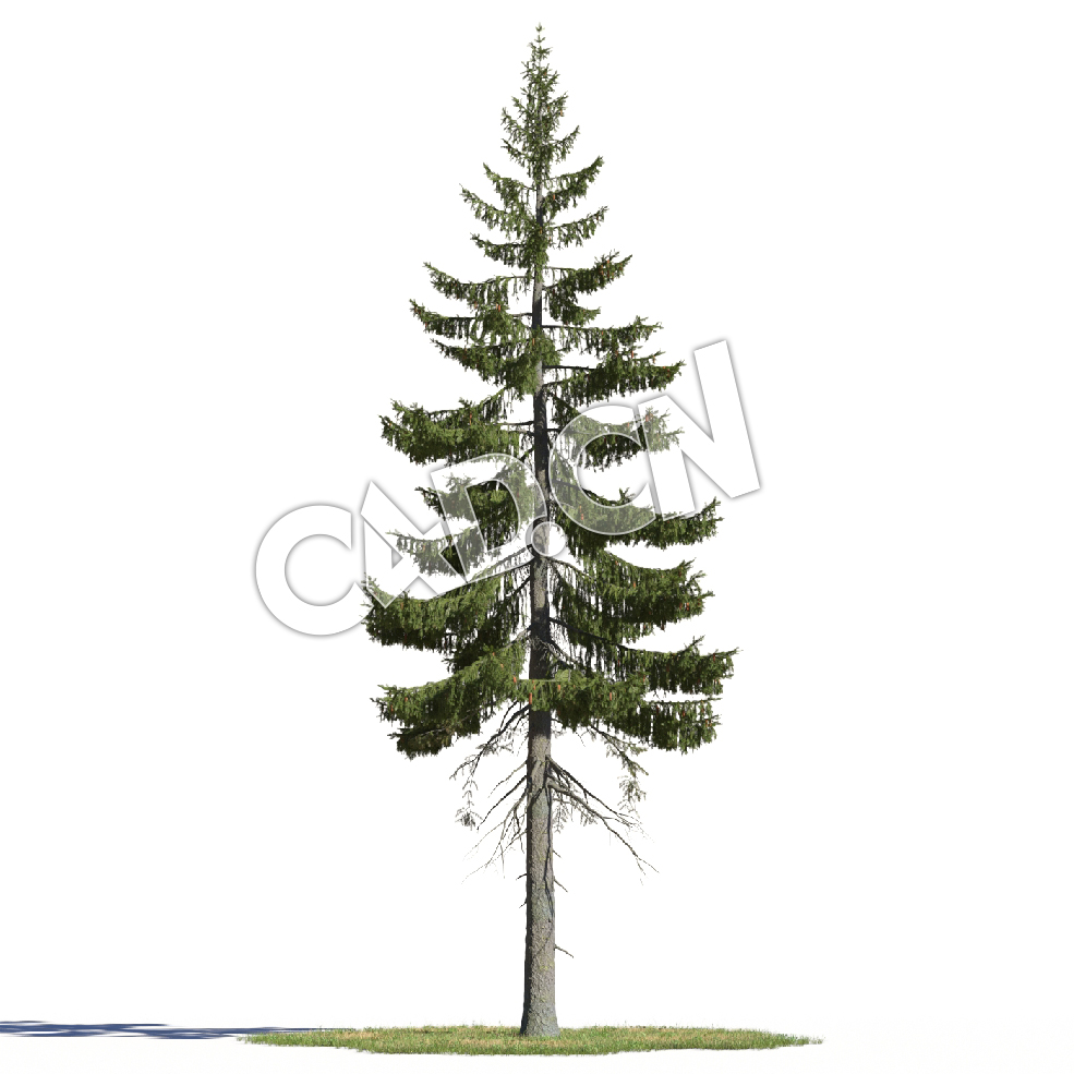 C4D英格曼云杉松树模型 Picea englemannii 3d model - C4D之家 - AM219_006_Picea_englemannii.jpg