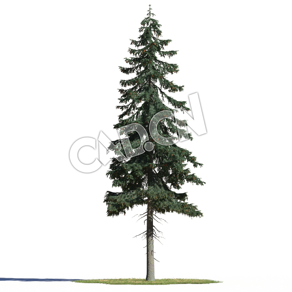 C4D挪威云杉欧洲云杉松树北罗汉松模型 Picea abies 3d model - C4D之家 - AM219_008_Picea_abies.jpg