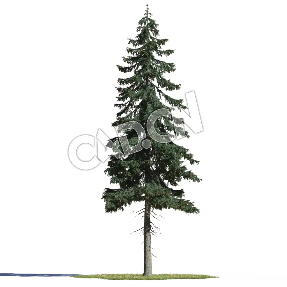 C4D挪威云杉欧洲云杉松树北罗汉松模型 Picea abies 3d model