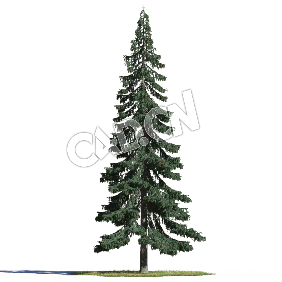 C4D蓝叶云杉松树模型 Picea pungens 3d model - C4D之家 - AM219_007_Picea_pungens.jpg