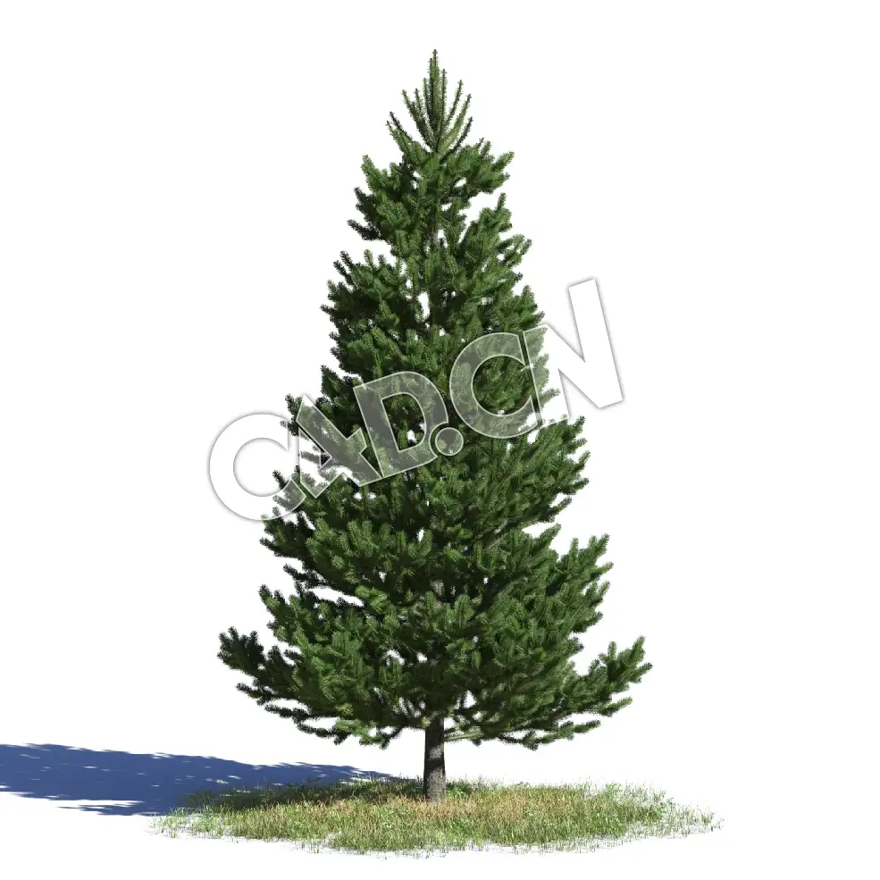 C4D欧洲云杉松树德国云杉北罗汉松模型 Picea abies 3d model