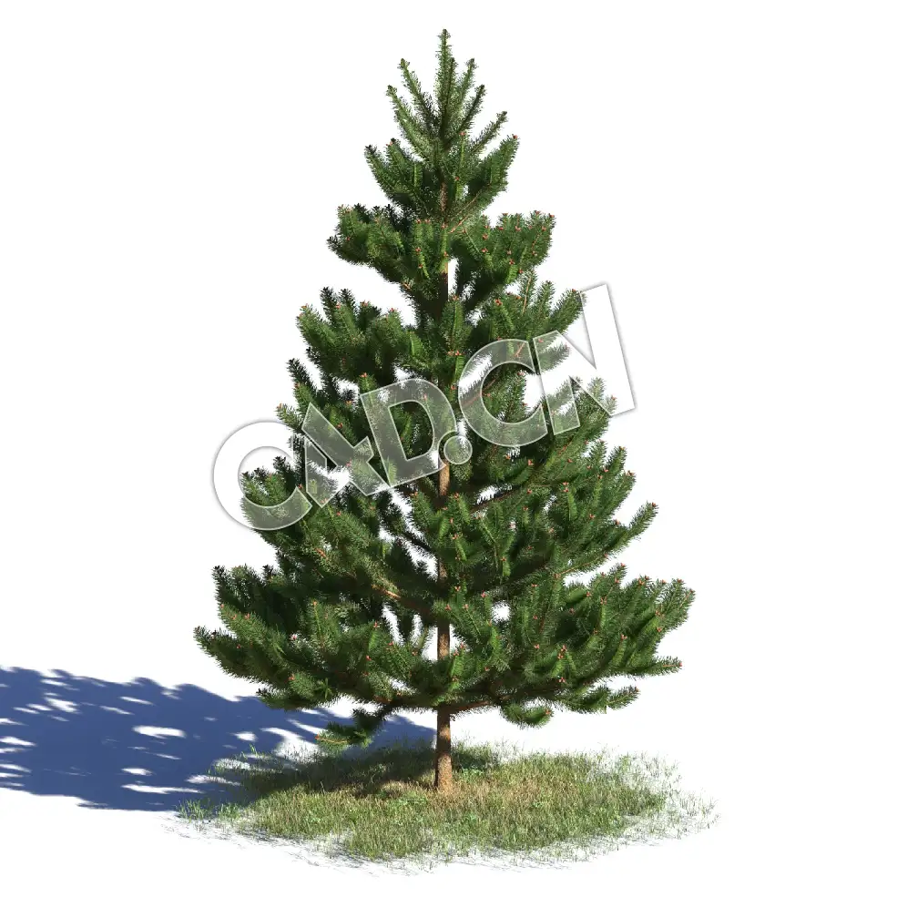 C4D欧洲云杉挪威云杉北罗汉松松树模型 Picea abies 3d model