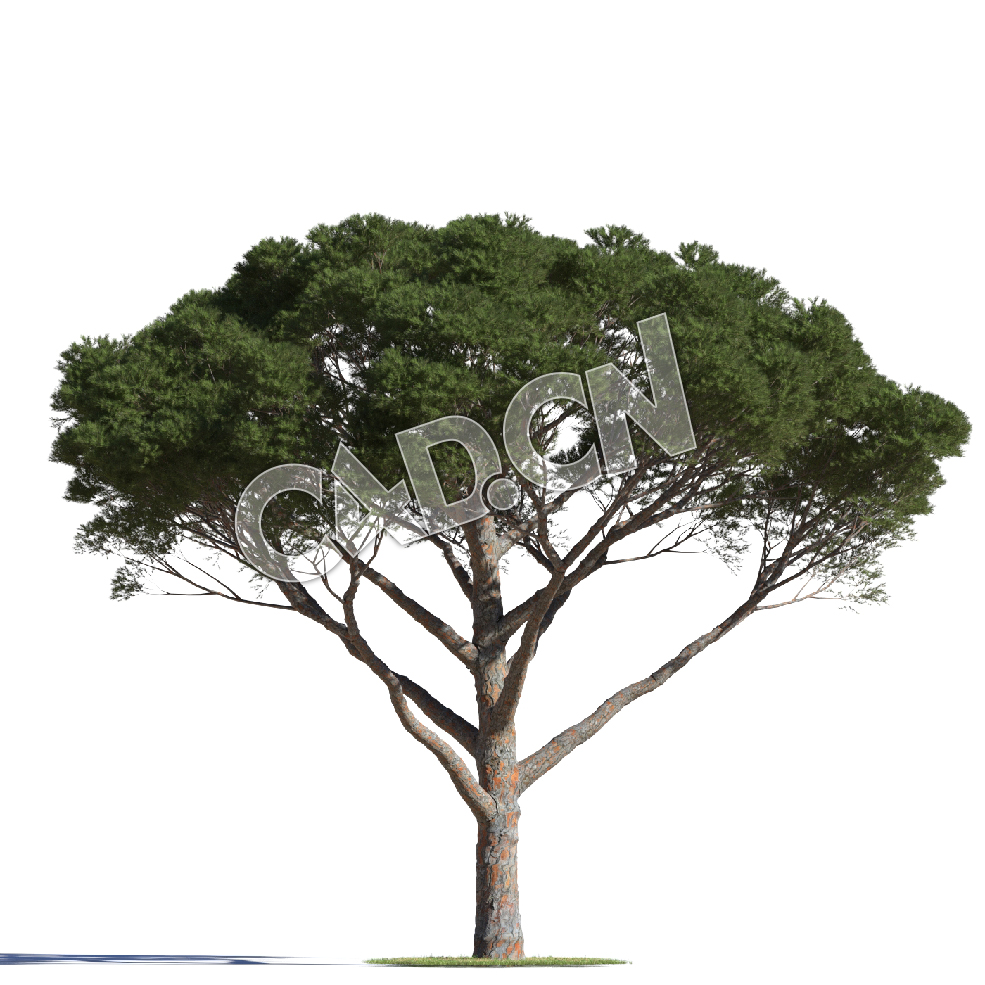 C4D意大利石松松树模型 Pinus pinea 3d model - C4D之家 - AM219_012_Pinus_pinea.jpg