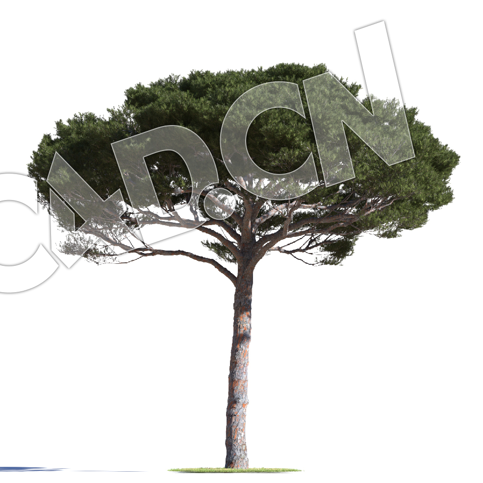 C4D意大利松松树模型 Pinus pinea 3d model - C4D之家 - AM219_011_Pinus_pinea.jpg