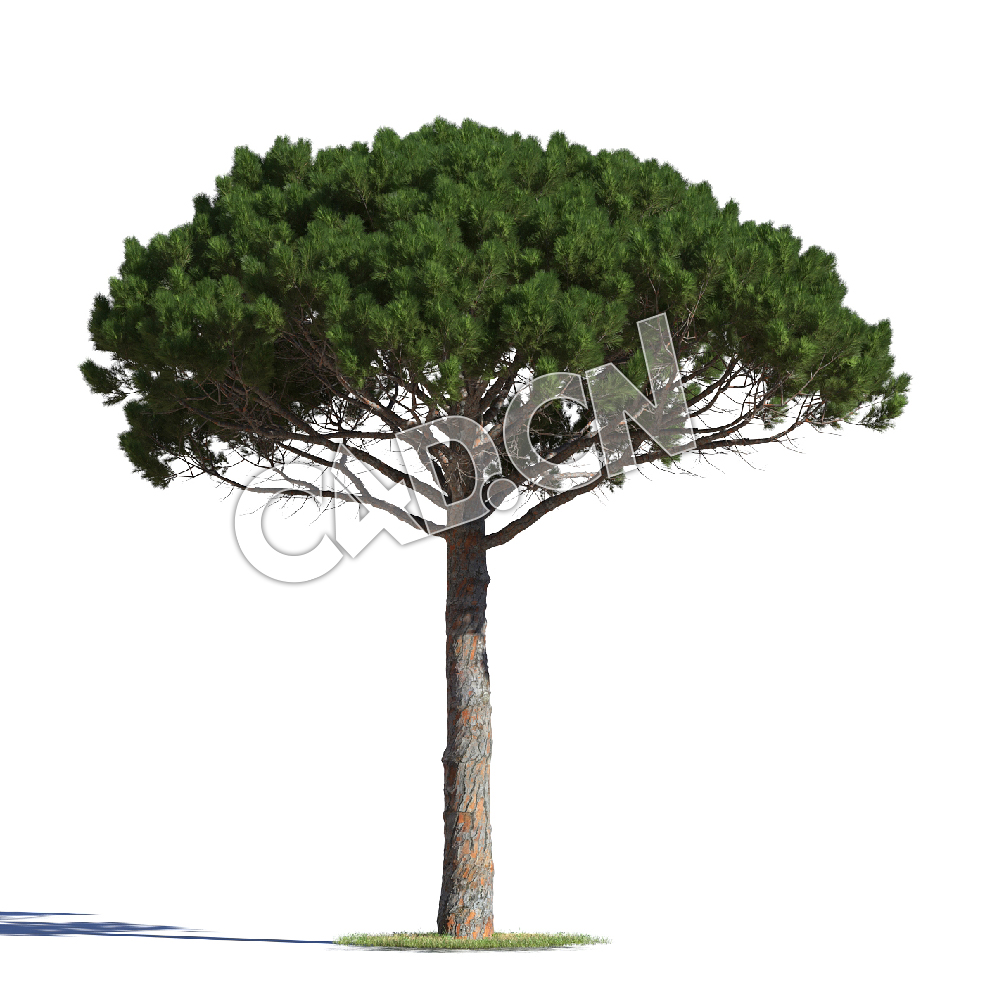 C4D意大利伞松松树模型 Pinus pinea 3d model - C4D之家 - AM219_014_Pinus_pinea.jpg