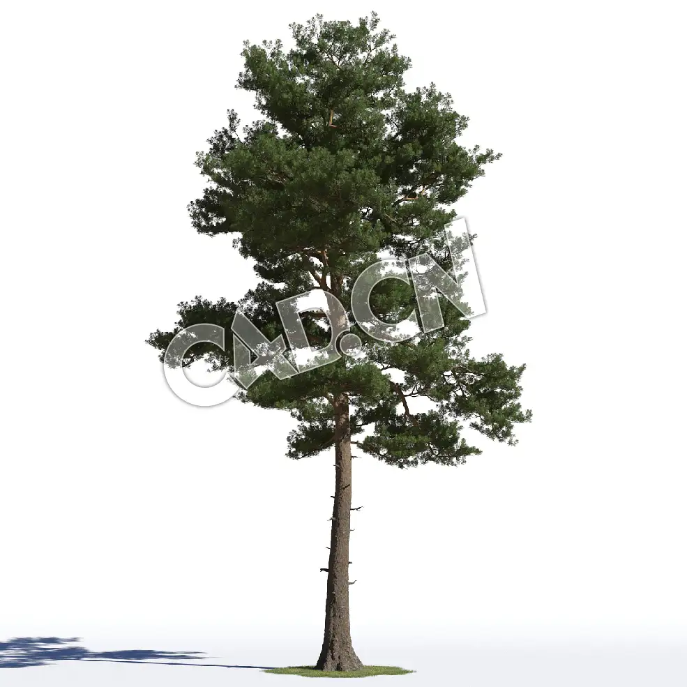C4D樟子松松树模型 Pinus sylvestris 3d model - C4D之家 - AM219_015_Pinus_sylvestris.jpg