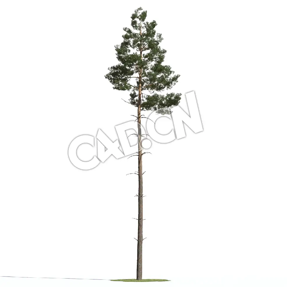 C4D苏格兰松樟子松松树模型 Pinus sylvestris 3d model - C4D之家 - AM219_018_Pinus_sylvestris.jpg
