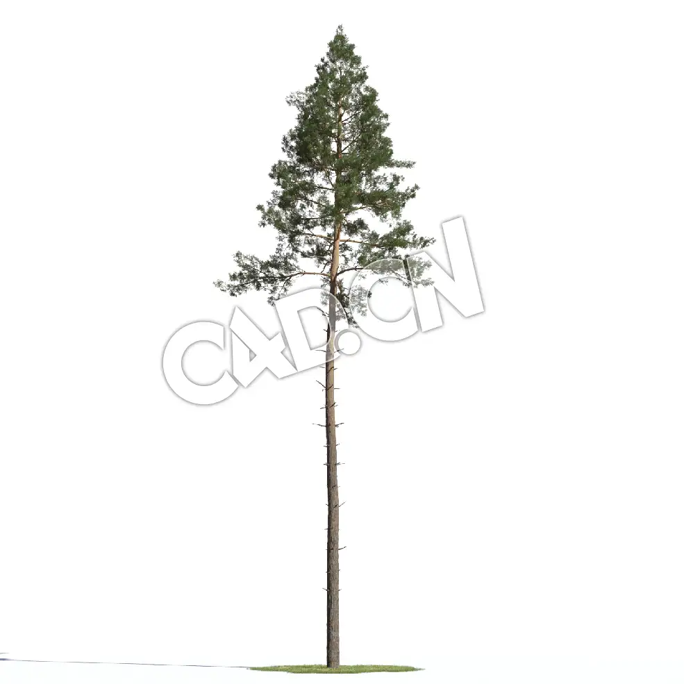 C4D欧洲赤松樟子松松树模型 Pinus syvestris 3d model - C4D之家 - AM219_020_Pinus_syvestris_06.jpg