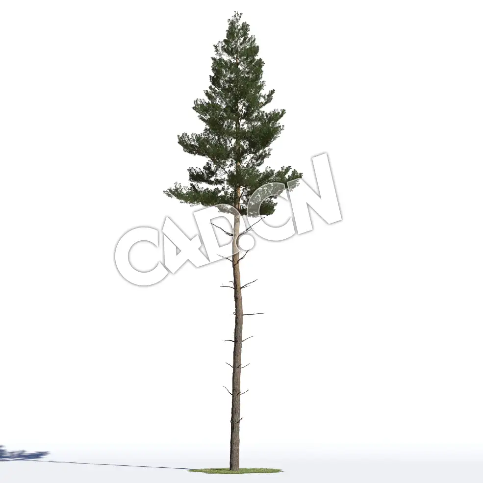 C4D蒙古赤松樟子松松树模型 Pinus sylvestris 3d model - C4D之家 - AM219_017_Pinus_sylvestris.jpg