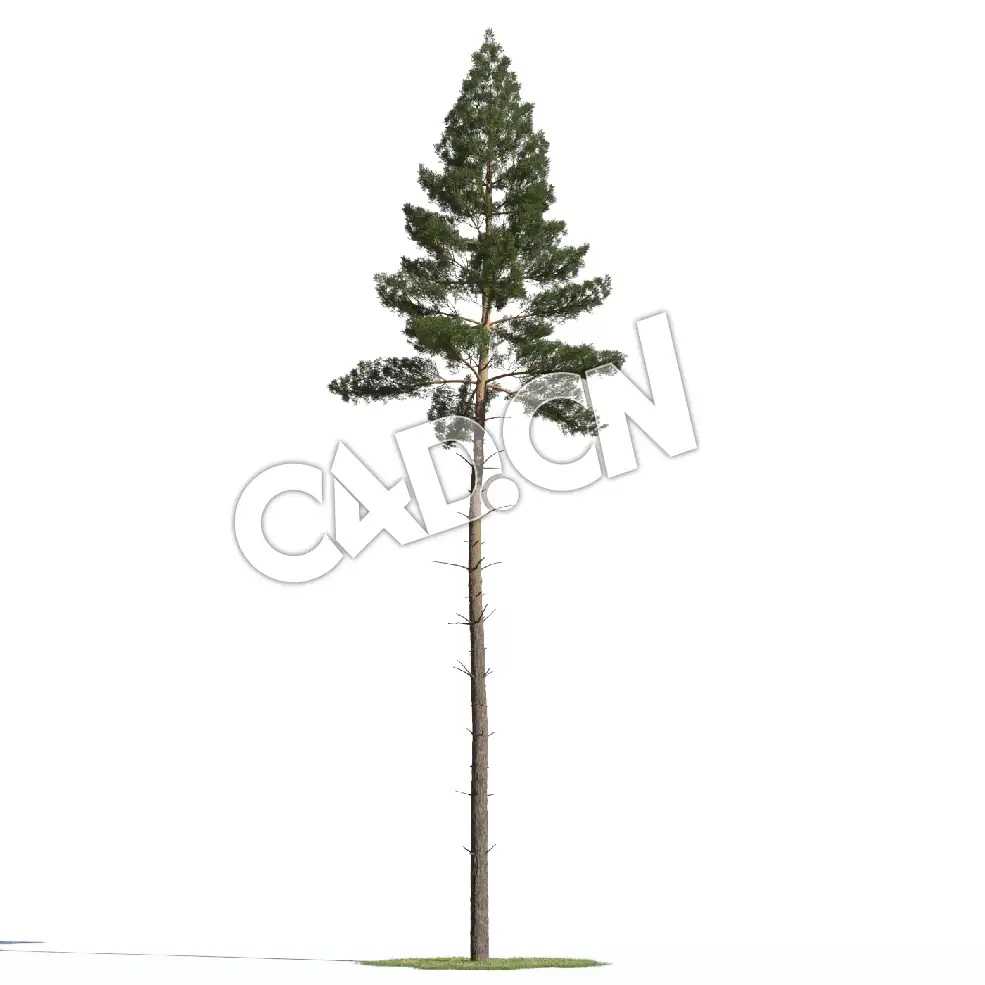 C4D长白松樟子松松树模型 Pinus sylvestris 3d model - C4D之家 - AM219_019_Pinus_sylvestris.jpg