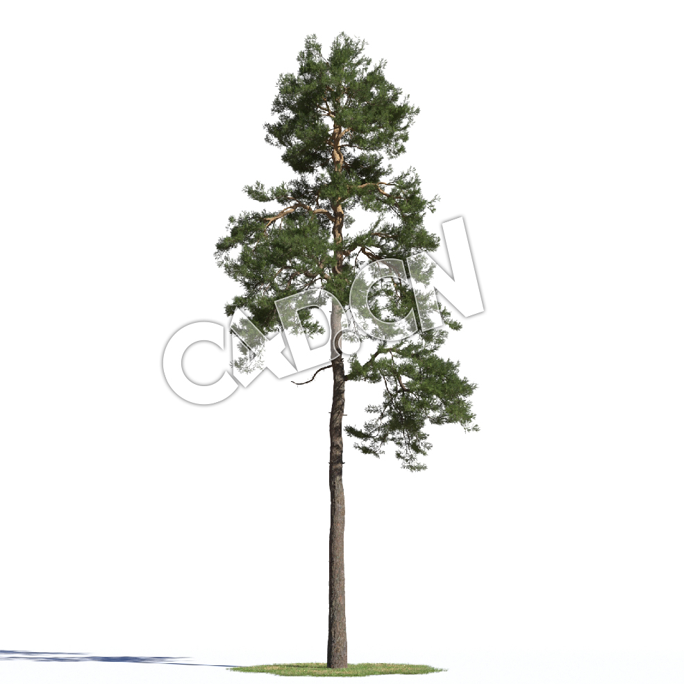 C4D樟子松松树欧洲赤松模型 Pinus syvestris 3d model - C4D之家 - AM219_021_Pinus_syvestris_07.jpg