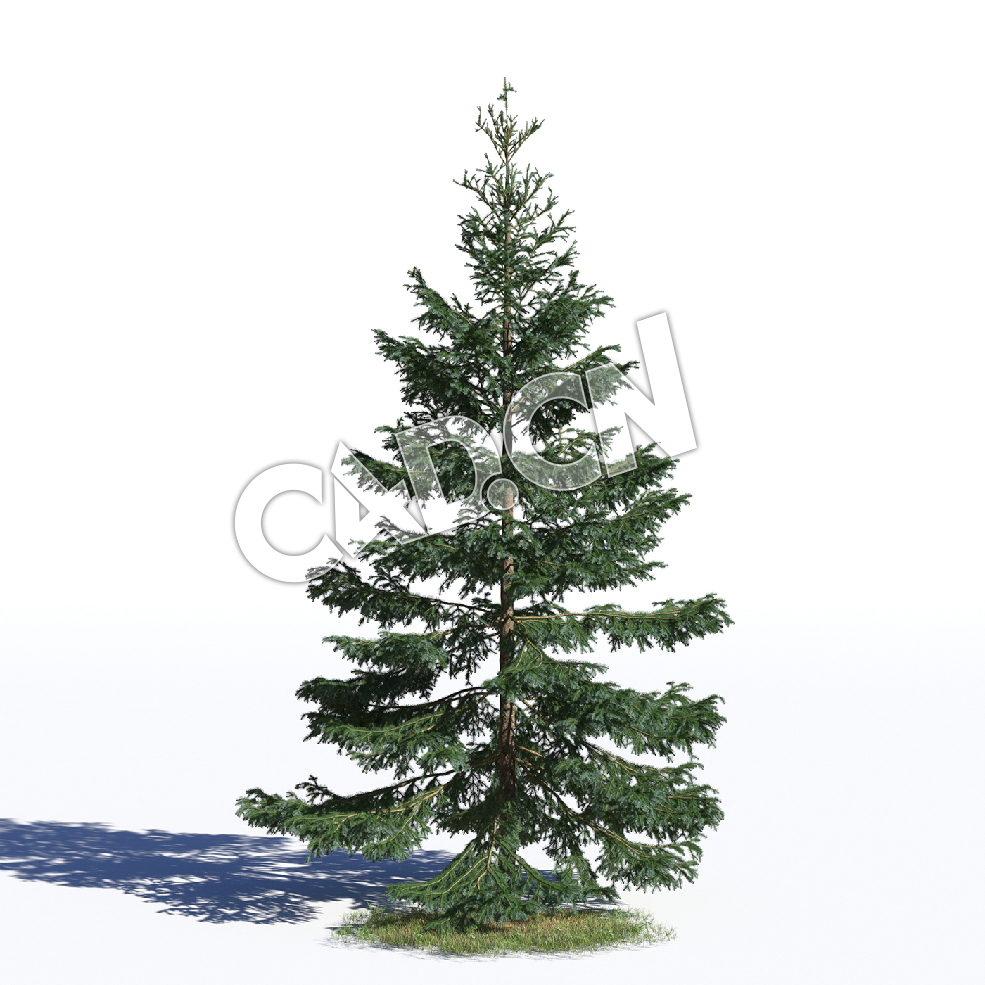 C4D塞尔维亚云杉松树白云杉模型 Picea omorika 3d model - C4D之家 - AM219_023_Picea_omorika.jpg